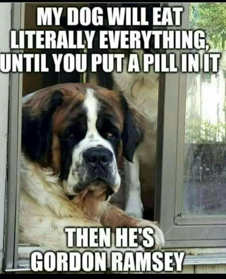 dog.jpg