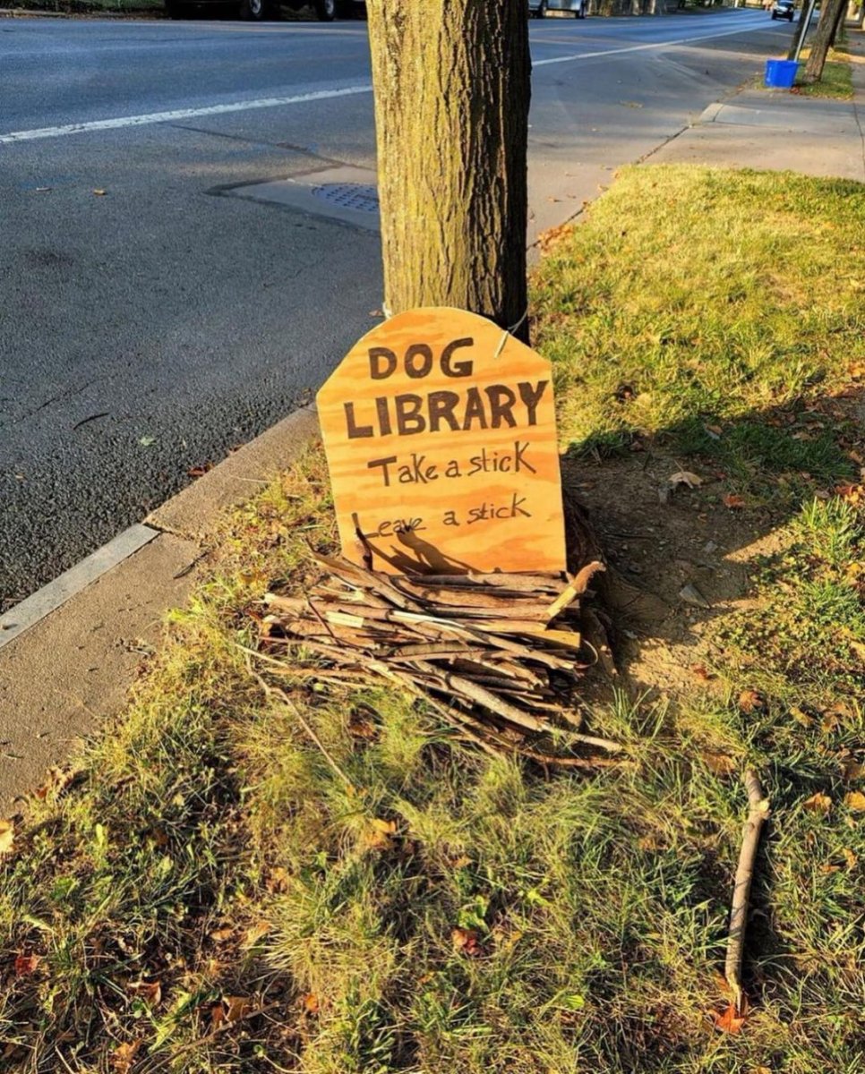 dog library.jpg
