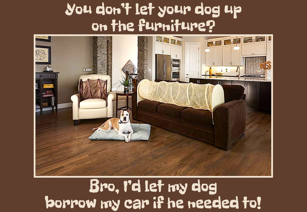 Dog on Furniture.jpg