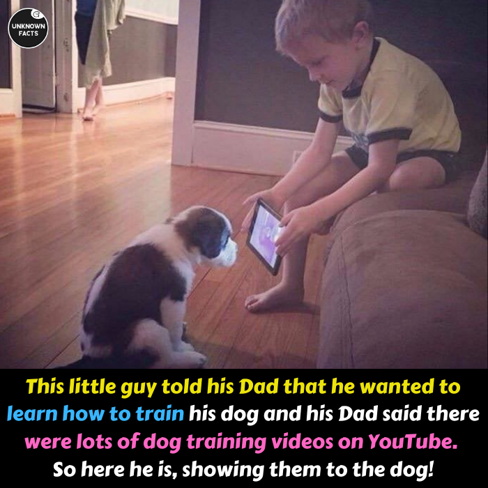 dog training.png