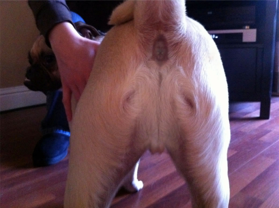 dogbutt jesus.jpg