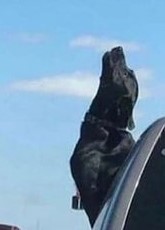 doggo.jpg