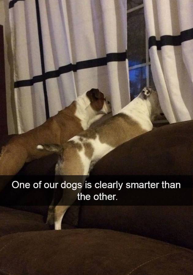 dogs.jpg