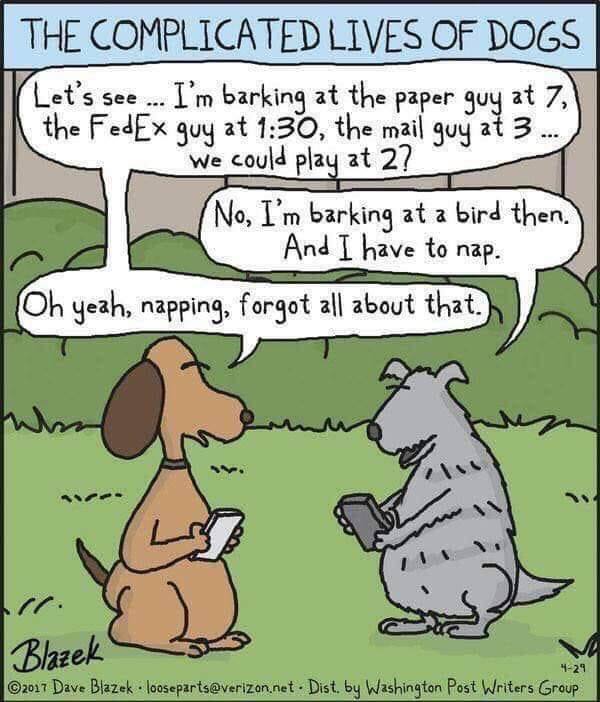 dogs.jpg