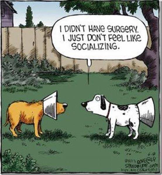 dogs.jpg