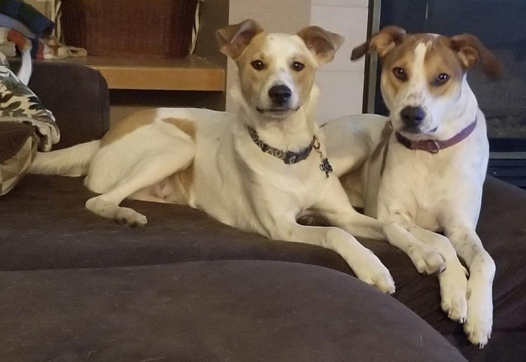 dogs2.jpg