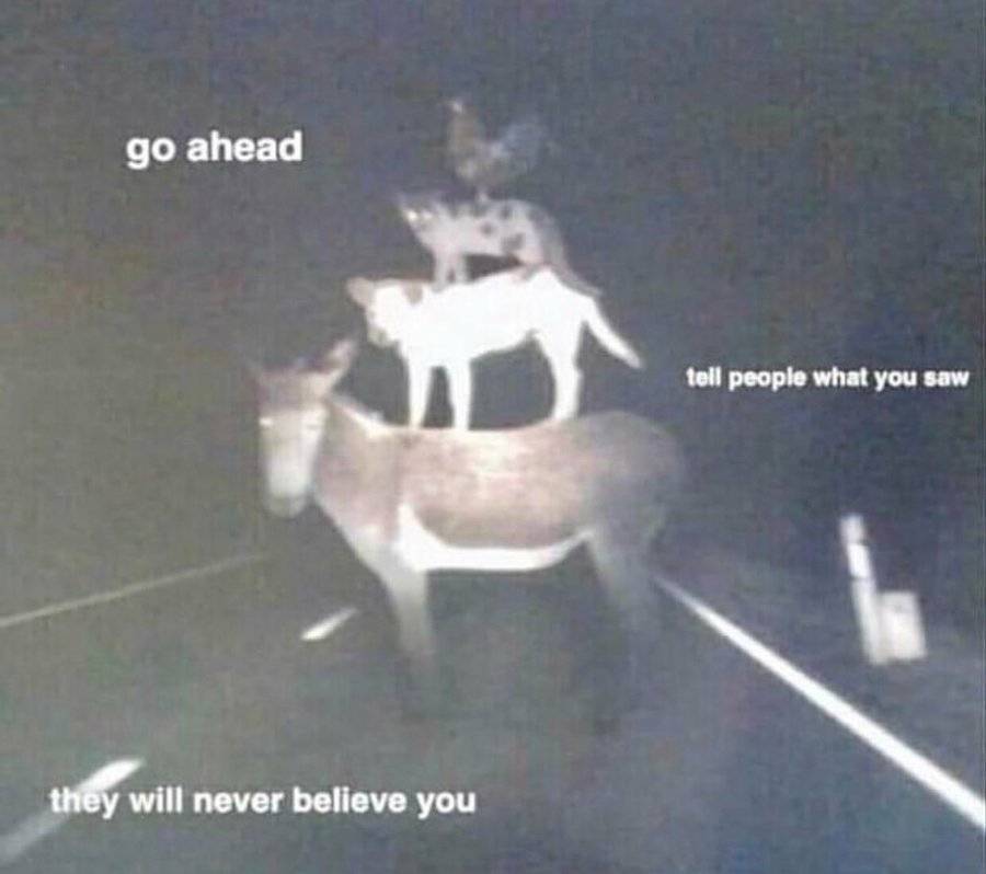 donkey.jpg