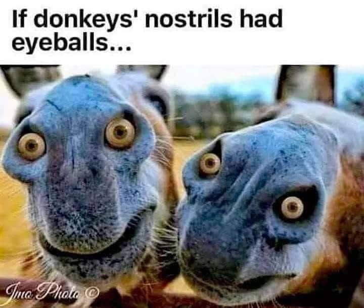 donkeys.jpg