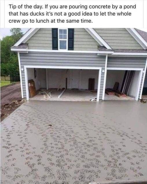Ducks.png