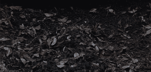 E50E7FBE-677F-44FA-A2DA-9D417A39C4D6.gif