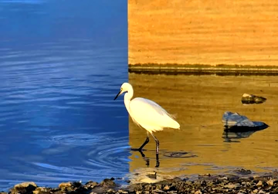 Egret Walking in Water.jpg