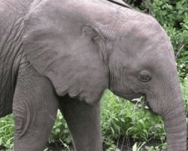 elephant.png