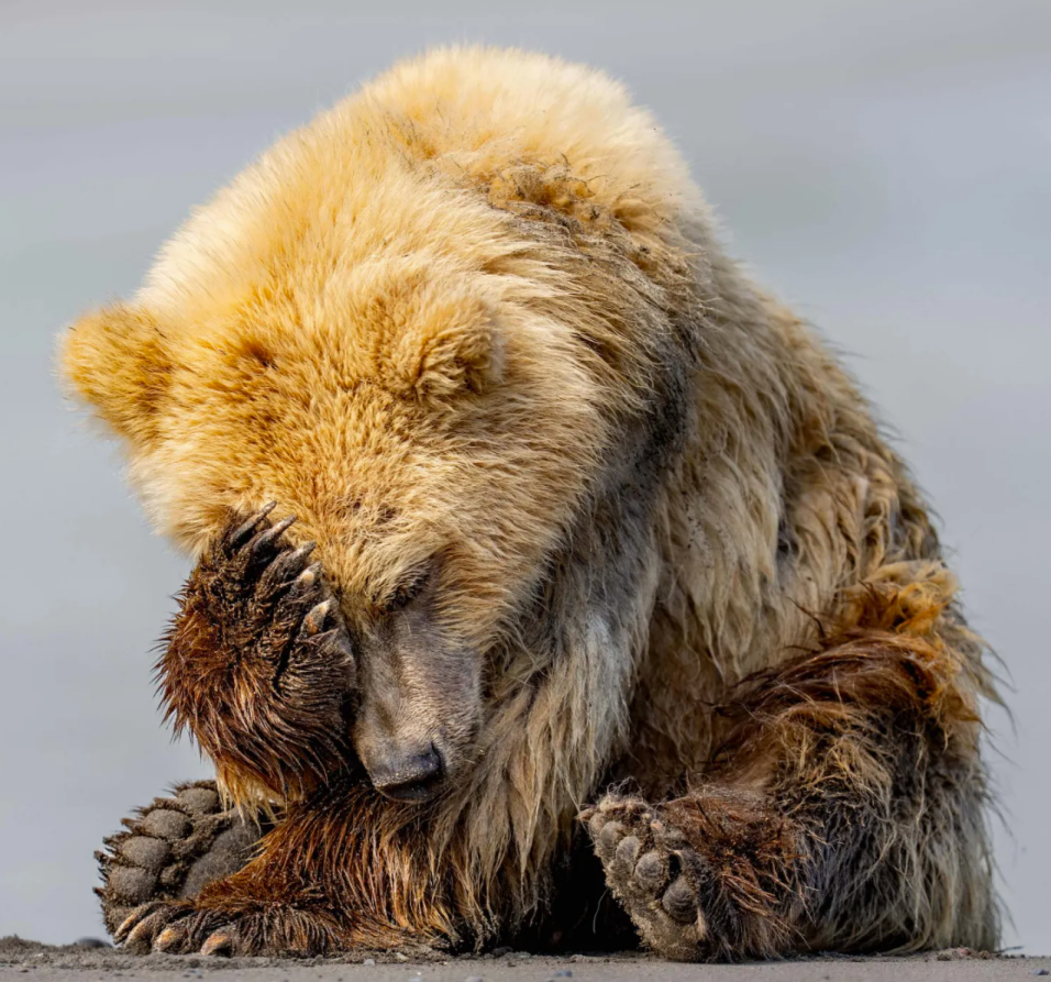 facepalm bear.png