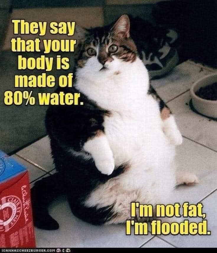 fat cat.jpg