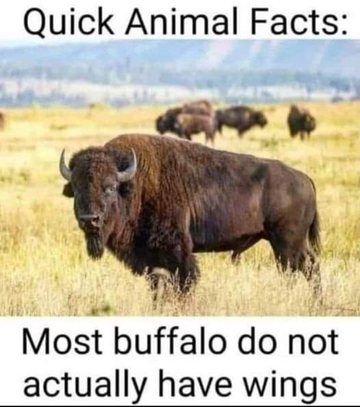 FB801DBE-51B0-4411-A2C5-AB3F9F5FFFD9.jpeg