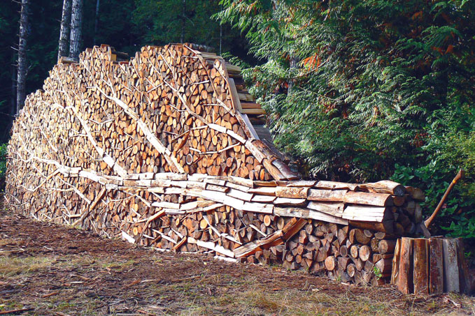 firewood tree.jpg