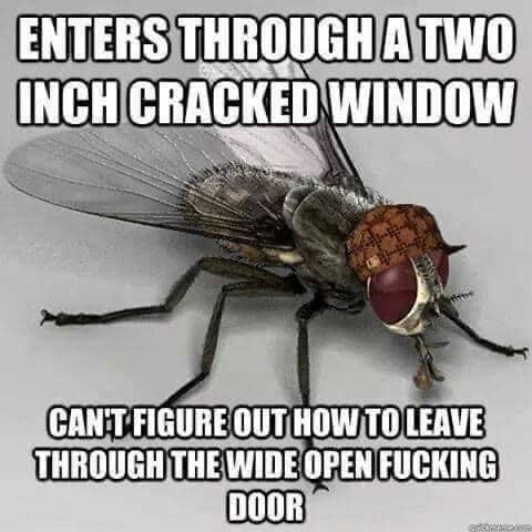 fly.jpg