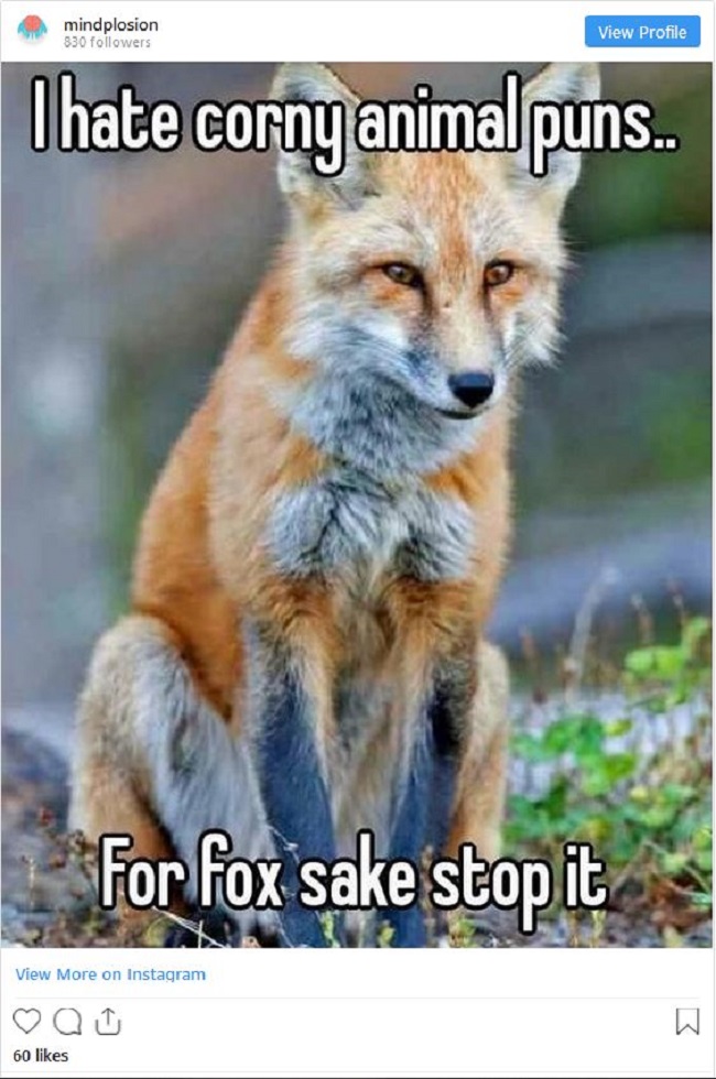 fox.jpg