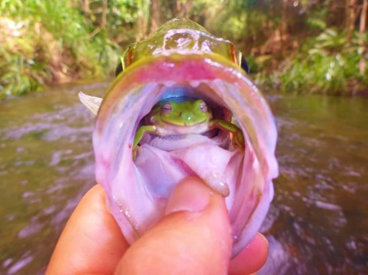 frog rescue.jpg