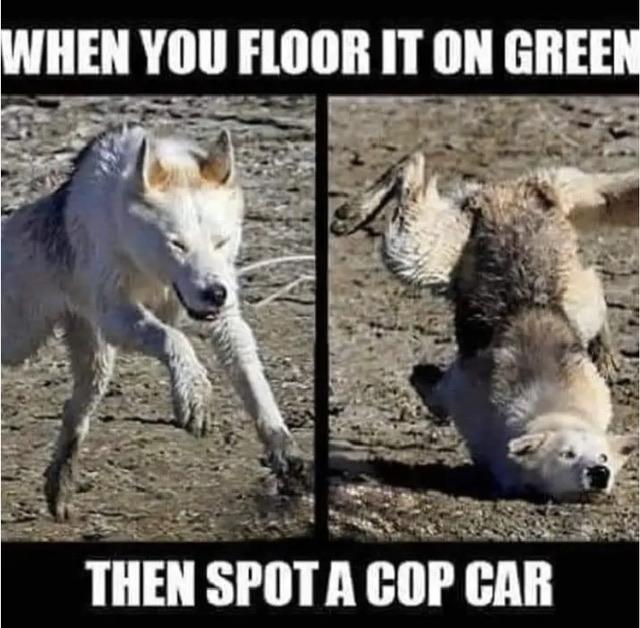 full-60302-289930-cop_car_dog_meme.jpeg