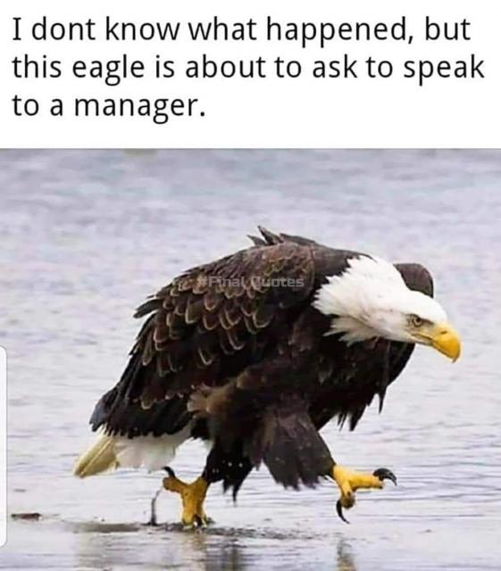 full-60302-289980-eagle_meme.jpg