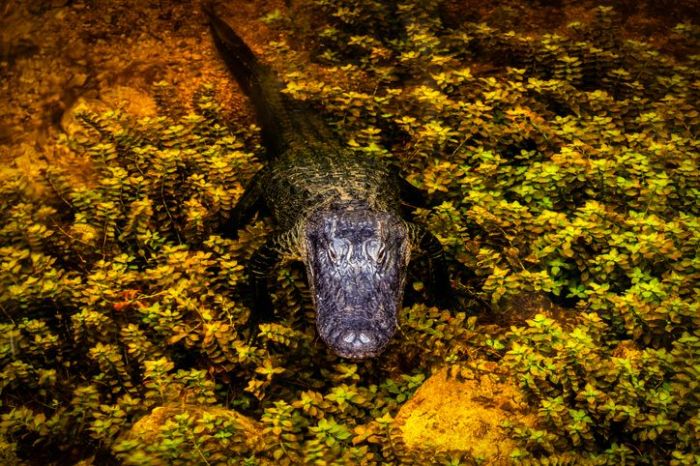 gator.jpg
