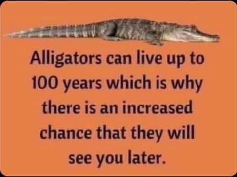 gators.jpg