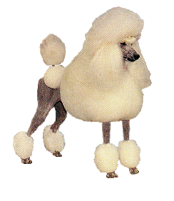 Gif of french poodle.gif