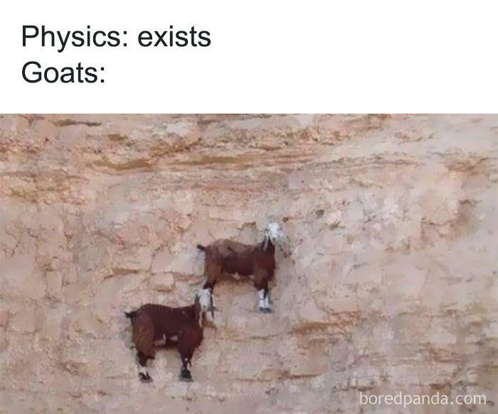 goats.jpg