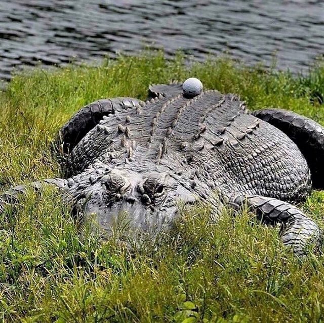 golf ball.jpg