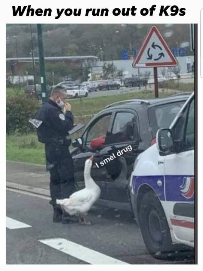 goose.jpg