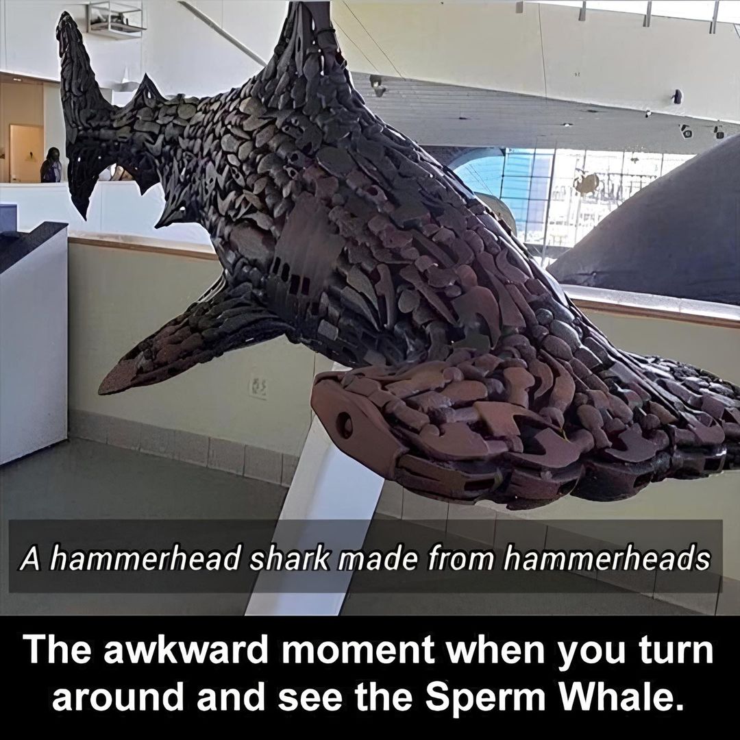 hammerhead.jpg