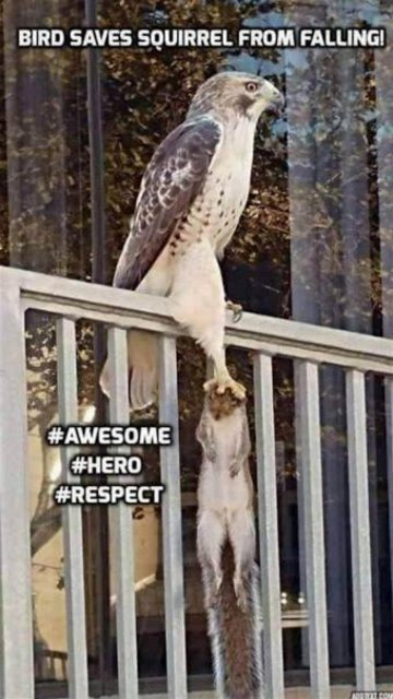 hawk.jpg