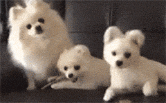Head-Tilt2.GIF