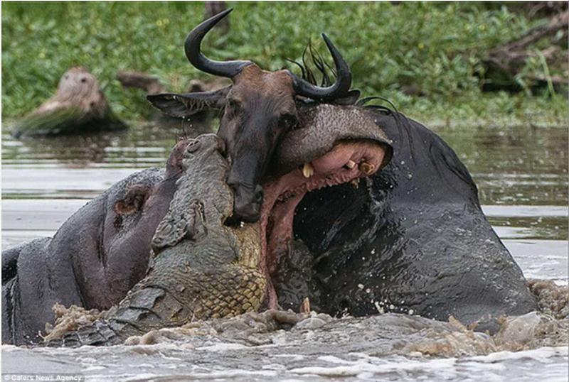 hippo croc wildebeast.jpg