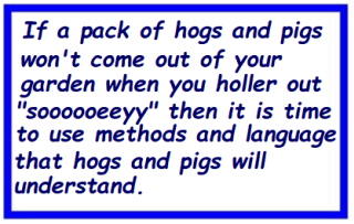hogs and pigs Resized.jpg