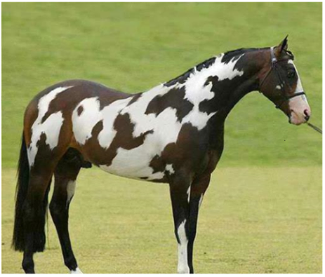 Horse.png
