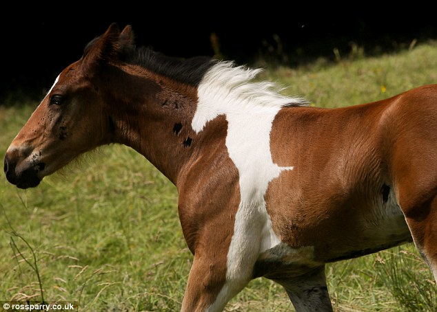 Horse2.jpg
