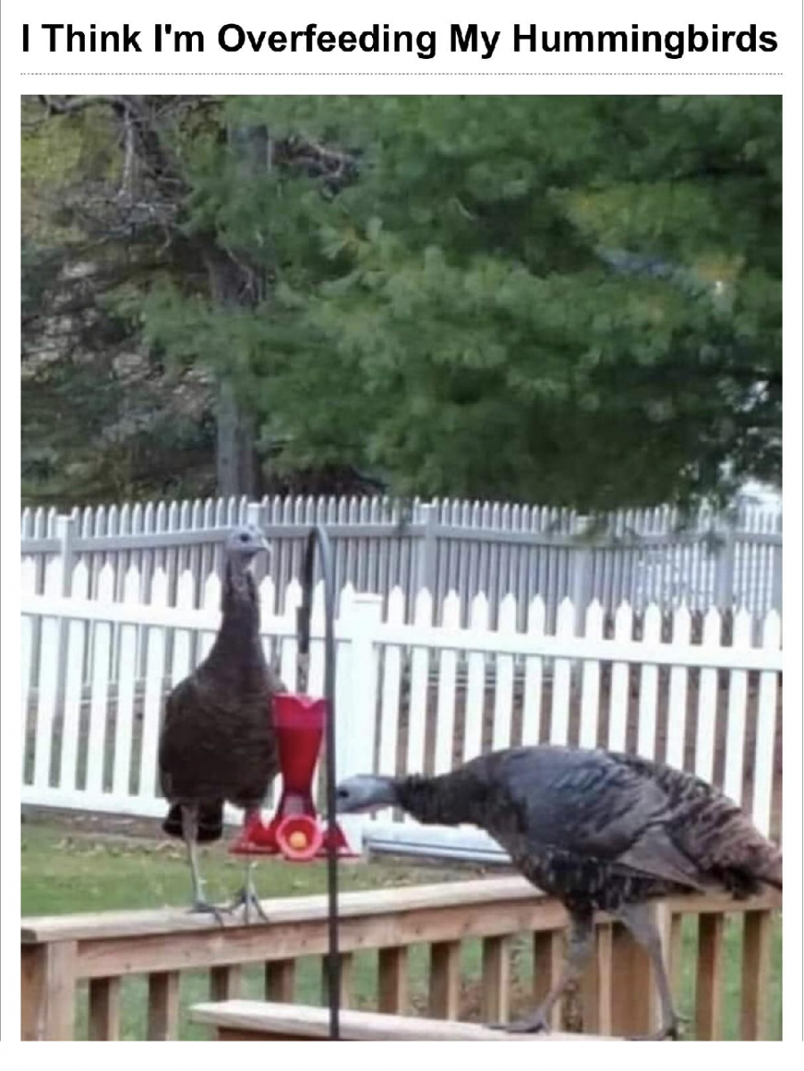 hummingbirds.png