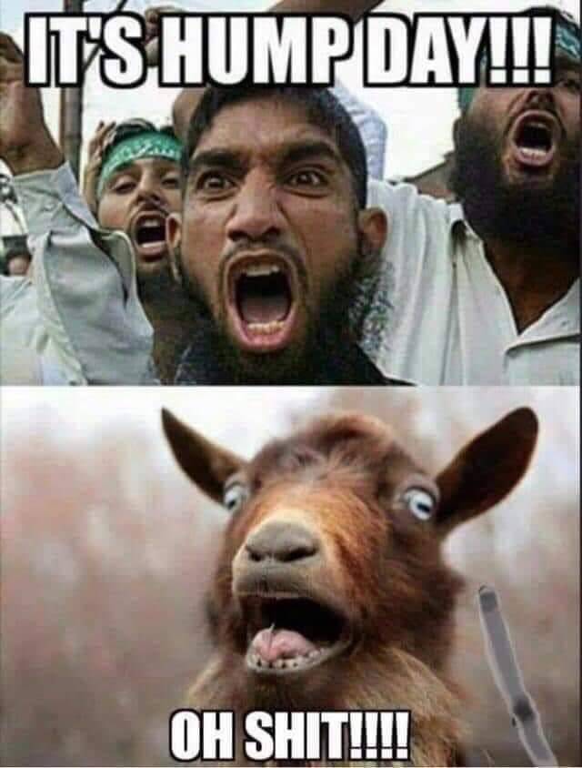 hump day.jpg