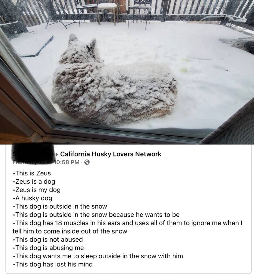 Husky 2.jpg