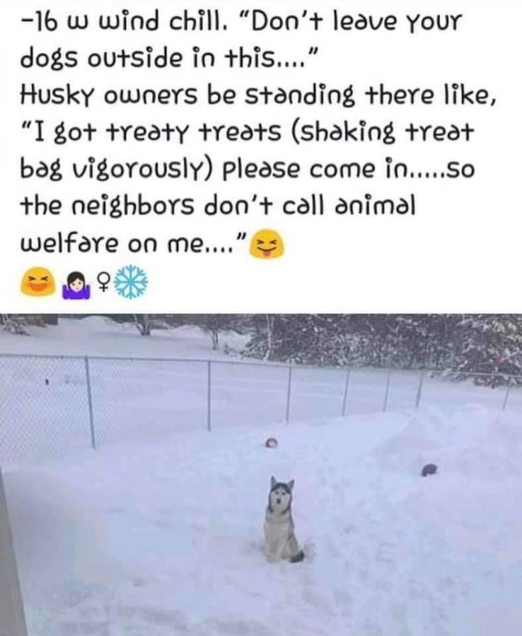 husky.jpg