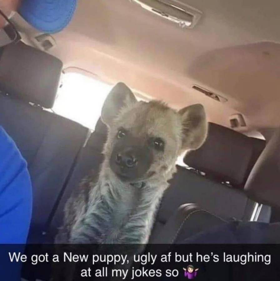 hyena.jpg