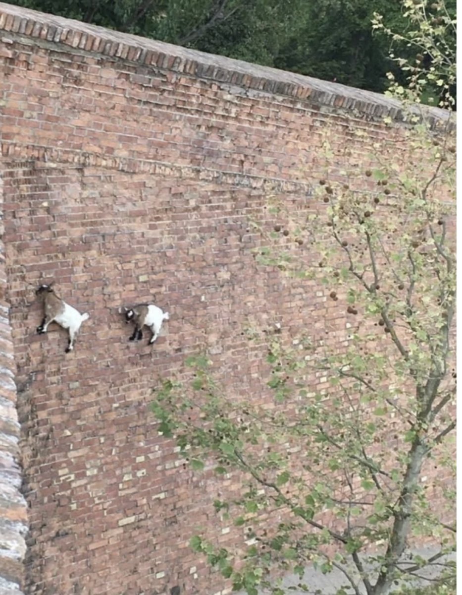 IMG_1721.jpeg