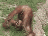 Justnum Streaming service.gif