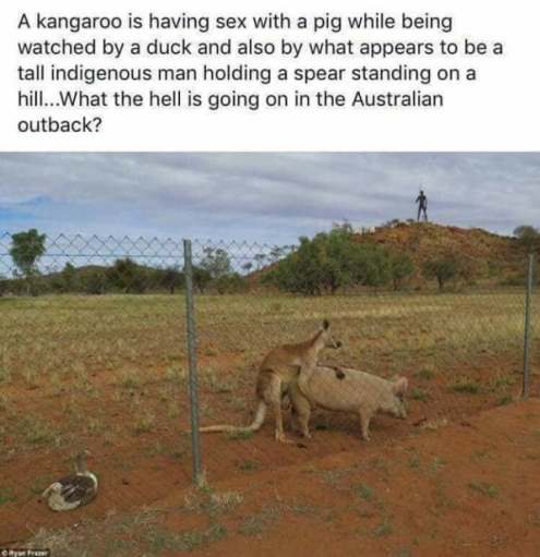 kangaroo-pig-watched.jpg