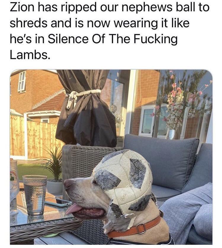 lambs.jpg