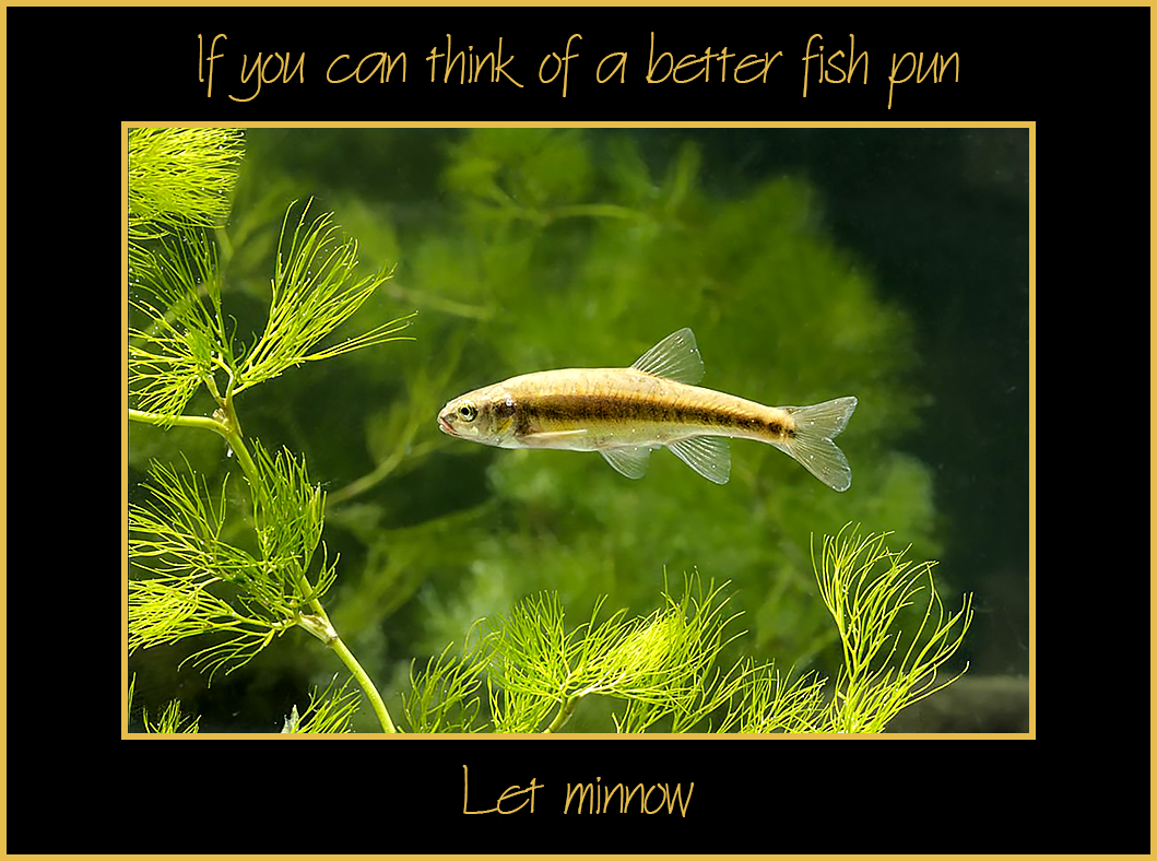 Let Minnow.jpg