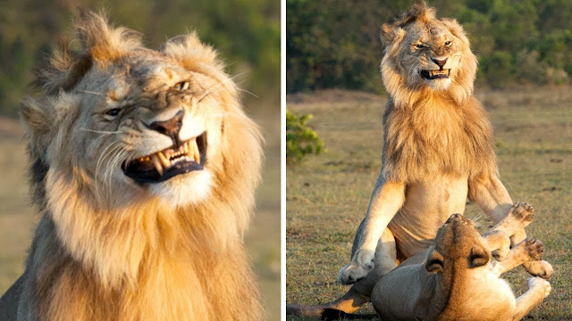 lion mating.jpg