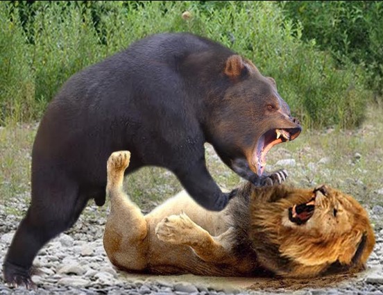 LionNoMore.jpg